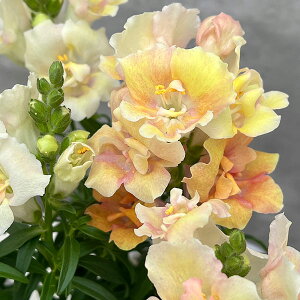 Ԃ̕c/LM\EidjFgDCj[s[`3-3.5|bg