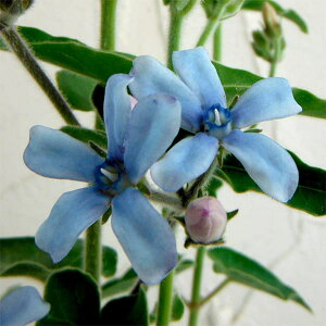 Ԃ̕c/ILVy^Fu[X^[2.5-3.5|bg