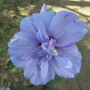 Ԗ ؂̕c/NQiہjFu[VtH5|bg