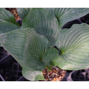 Ԃ̕c/M{EVizX^jFGvXE[4|bg