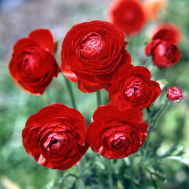 球根/[棚卸セール]ラナンキュラス：（色別）レッド4球入り