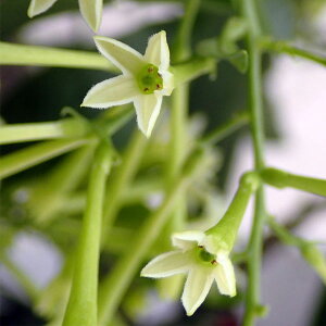 Ԃ̕c/RE{Ni鍁؁j3-3.5|bg