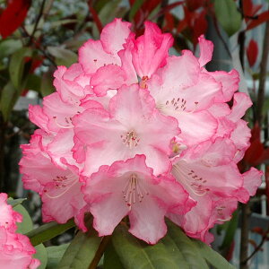 Ԗ ؂̕c/mVNiQF~ZXtWC3.5|bg