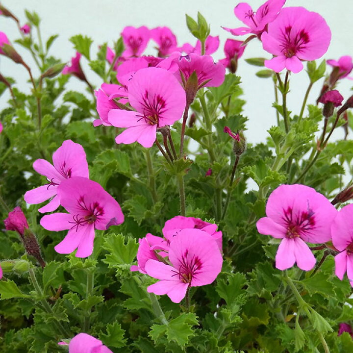 楽天市場 ハーブの苗 ニオイゼラニウム シナモン 緑葉 4号ポット 園芸ネット プラス 楽天市場 ハーブの苗 ニオイゼラニウム シナモン 緑葉 4号ポット 園芸ネット プラス