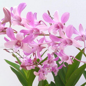 K[fjOFfhrE@Cn[j[4`5A