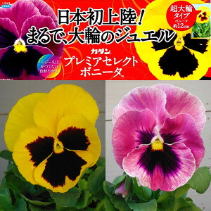 Ԃ̕c/a12cm̒փpW[F{j[^NC[CG[r[ƃsNx[3.5|bg2Zbg