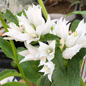 Ԃ̕c/hJpjEǂ炫3|bgicV\Ej 6Zbg