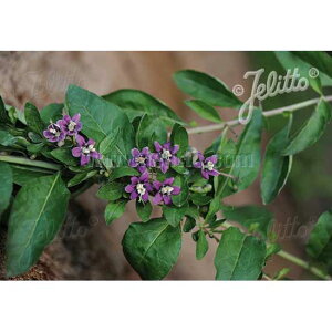 n[u̕c/NRimXjFiKoNR3|bg