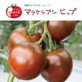 野菜の苗/イタリアントマト：マラケシアンヒップ3号ポット 2株セット