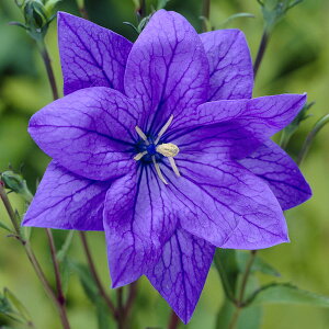 Ԃ̕c/dLLEiHAKONEjF3|bg 4Zbg