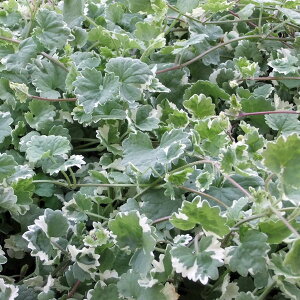 o̕c/oɍh̕cFOR}iJLhIVj3|bg 1