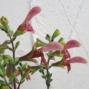 Ԃ̕c/XeBZ[W3-3.5|bg 2Zbg