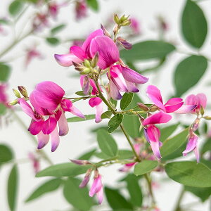 Ԗ ؂̕c/nMijF~Mmi{j6|bg