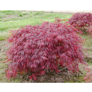 Ԗ ؂̕c/~WFbhhS4|bg