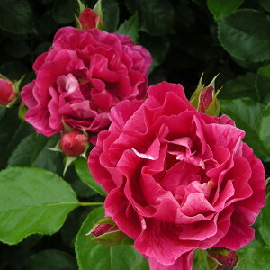 o̕c/fo[[YFM[ETHA6pA*