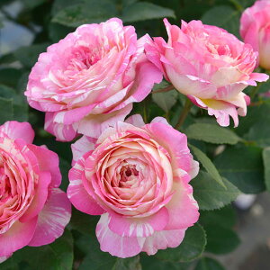 o̕c/fo[[YF}NEVK[6pA*