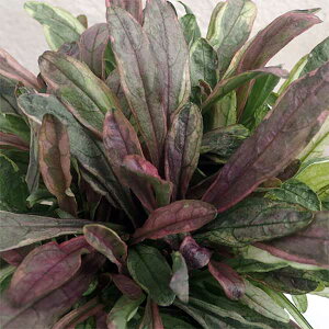 AWKFfBNV[`bv2.5-3|bg