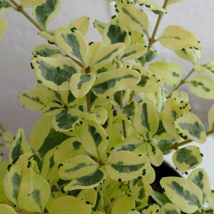 Ԃ̕c/vybgFJX^[hbv2.5-3|bg