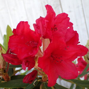 Ԗ ؂̕c/VNiQFoJ60cm