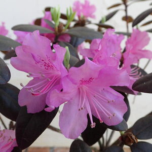 Ԗ ؂̕c/ccWFIIoG]TLccWpgm40`60cm܂̓|bg