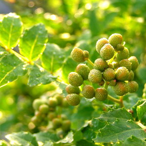 ؂̕c/RiTVEjFEgԂǂR4|bg*