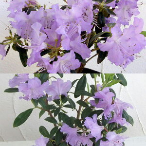 Ԗ ؂̕c/u[nccW2ZbgiȂ݁Aj