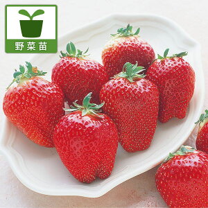 ؂̕c/C`SFW{C`S܂Ղ2iɂj3.5|bg