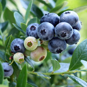 ʎ̕c/u[x[iTUnCubVnjFTVCu[3`3.5|bg