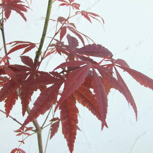 Ԗ ؂̕c/~WF́X쑺iVEWEmj4|bg