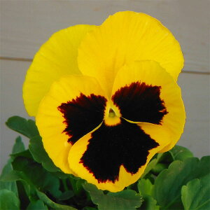 Ԃ̕c/pW[ia12cm̒ցjF{j[^NC[CG[r[3.5|bg