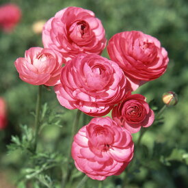 球根/ラナンキュラス：（色別）ピンク4球入り 3袋セット