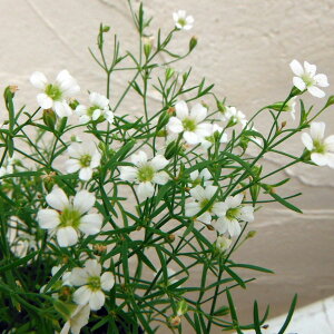 Ԃ̕c/Wv\tBiJX~\EjFWvV[ zCg3-3.5|bg 2Zbg