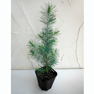 Ԗ ؂̕c/C^AJT}ciskX@slAj3|bg