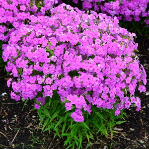 Ԃ̕c/tbNXFtH[Go[sN3.5|bg