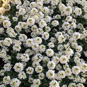 Ԃ̕c/AbTFA[3.5|bg 6Zbg