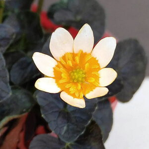 R쑐̕c/ELJFJXtPELJ3|bg