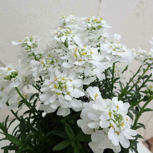 Ԃ̕c/CxXFuC_u[P2.5|bg