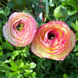 草花の苗/ラナンキュラス：小春びより：ピンクバイカラー3.5号ポット