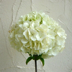 Ԗ ؂̕c/ro[iiGjFXe[5|bg