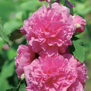 Ԃ̕c/AZAi^`AICjF`^[Y sN3.5 3Zbg