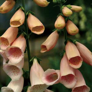 o̕c/oɍh̕cFWM^XFTbgYAvRbg3|bg 1