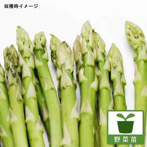 ؂̕c/AXpKXF[Vg2.5`3|bg