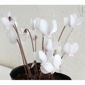 Ԃ̕c/nVNFwftHEizCgnj3-3.5|bg