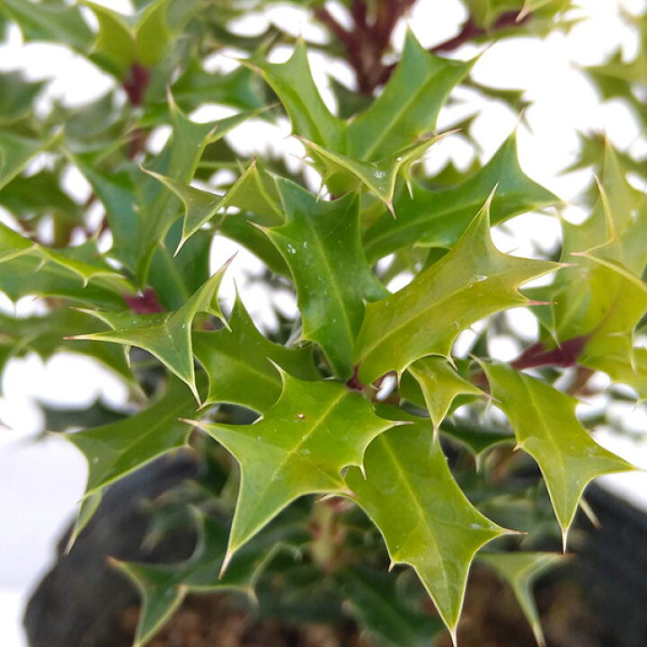 楽天市場 花木 庭木の苗 ヒイラギ 姫ヒイラギ 奄美ヒイラギ 3号ポット 園芸ネット プラス