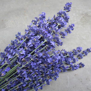 n[u̕c/CObVx_[FIJTL3|bg