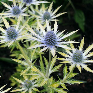 Ԃ̕c/GW[Flv`[YS[h3.5|bg