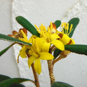 Ԗ ؂̕c/L̖؁EtFoE3|bg