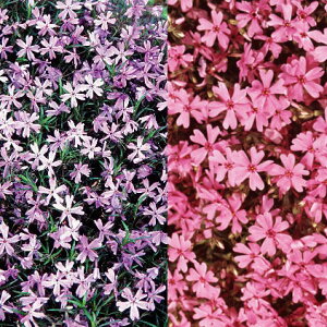 ōiVoUNjF2F4Zbgi_jGNbV2ƃGhNbVu[2j