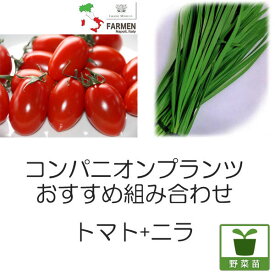 植物の苗/コンパニオンプランツ栽培セット：生食用イタリアントマト無農薬：プラムレッドと大葉ニラ