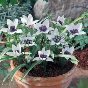 /`[bvinjFAoRGAEIL[^iɐj3